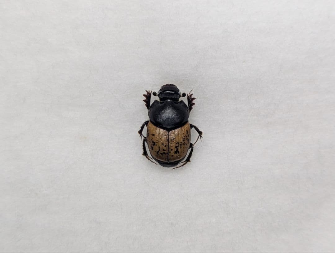 チャバネエンマコガネ