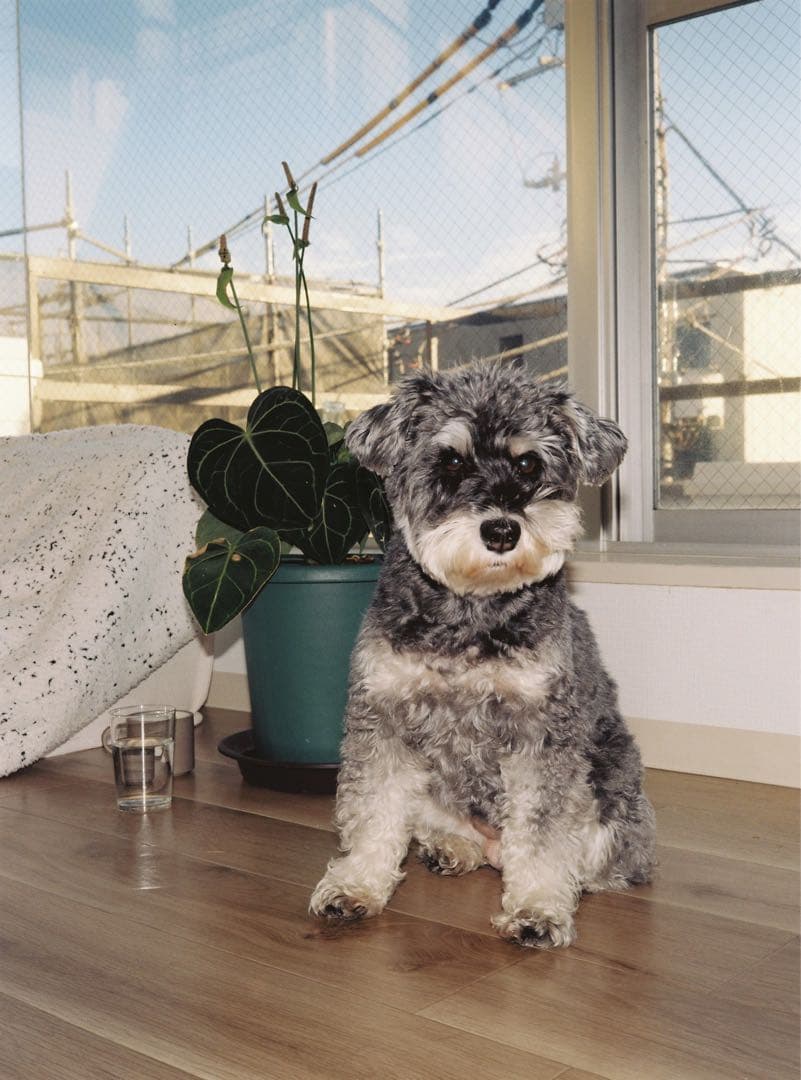 Fujifilm GA645 作例有り