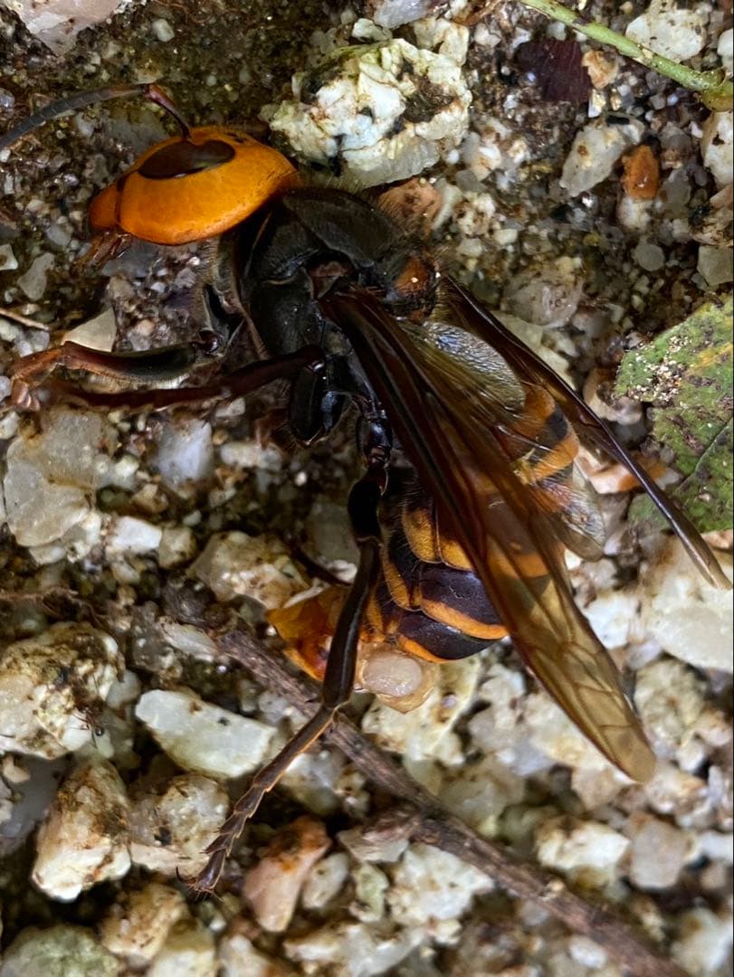 はちみつ　日本蜜蜂のハチミツ　奥山の奥の蜂蜜　国産蜂蜜愛媛産