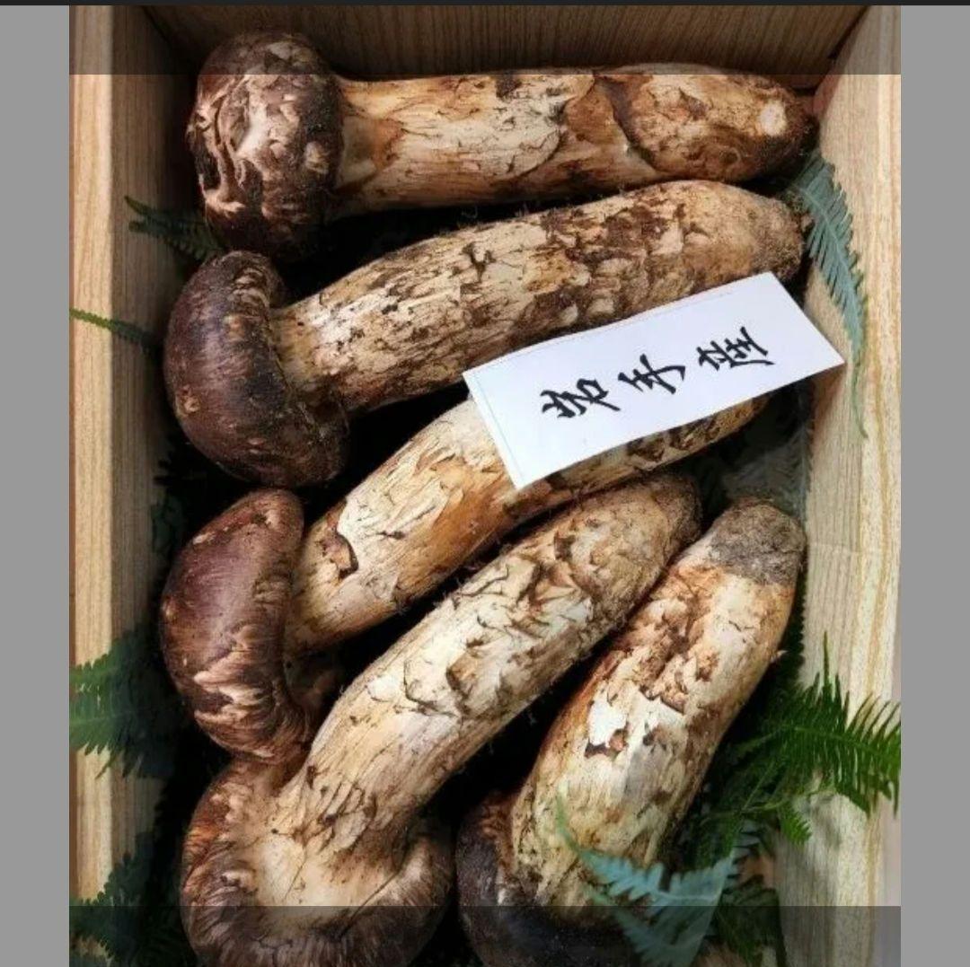 岩手産 特秀品【天然 大つぼみ 松茸 約400g前後】3~5本 御供 贈答