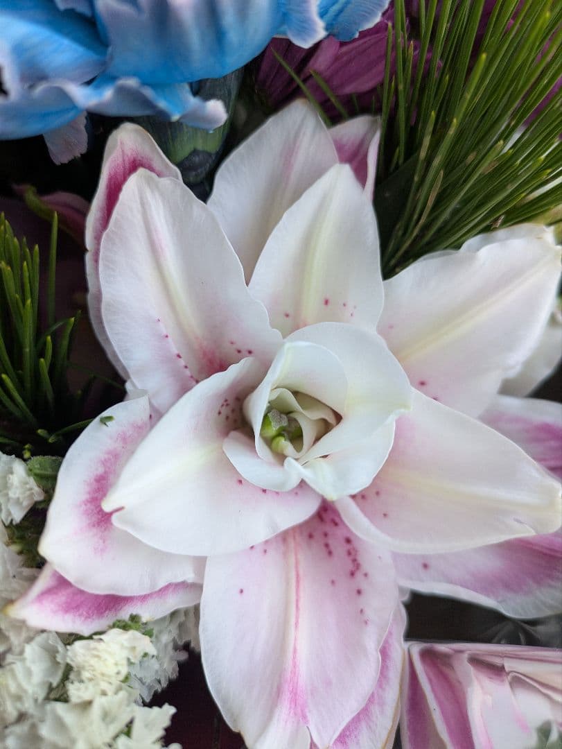 ❀さくらもち様❀