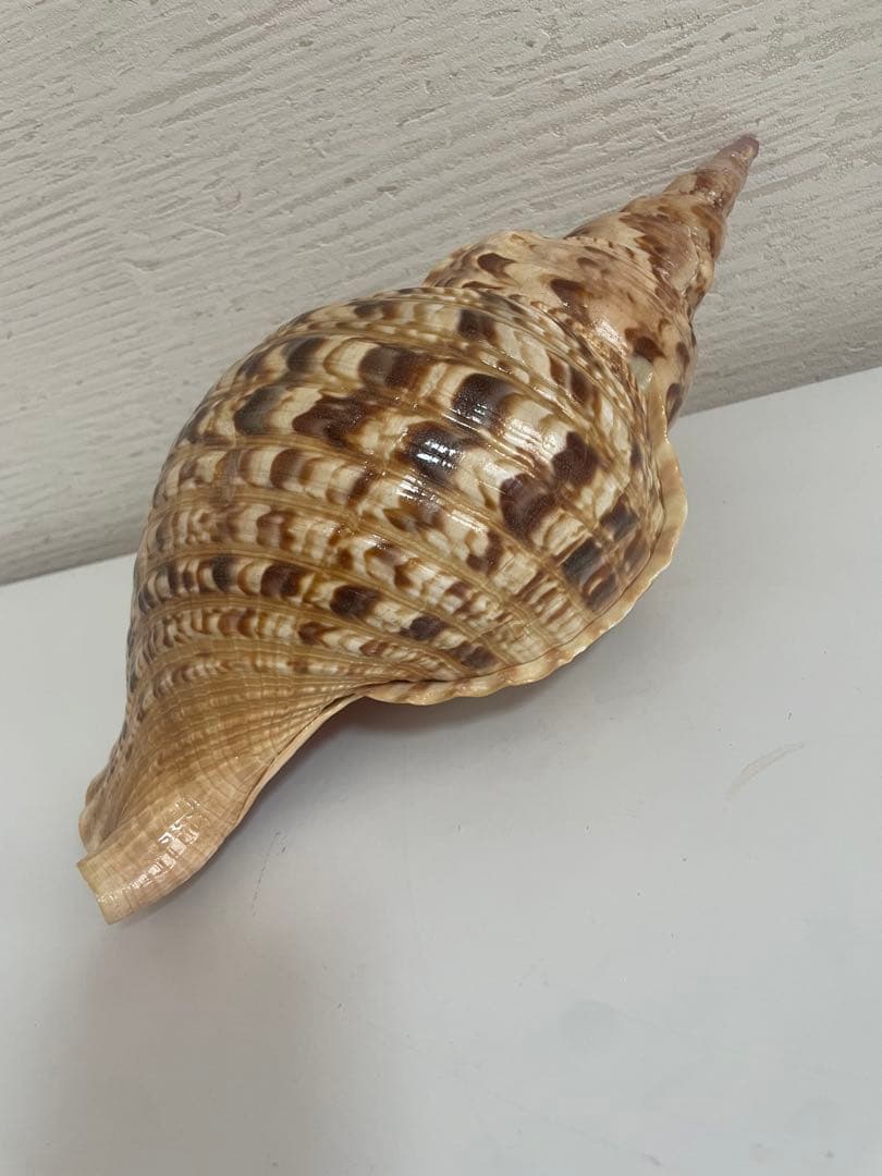 美しい貝殻置物　法螺貝　ほら貝　ホラ貝