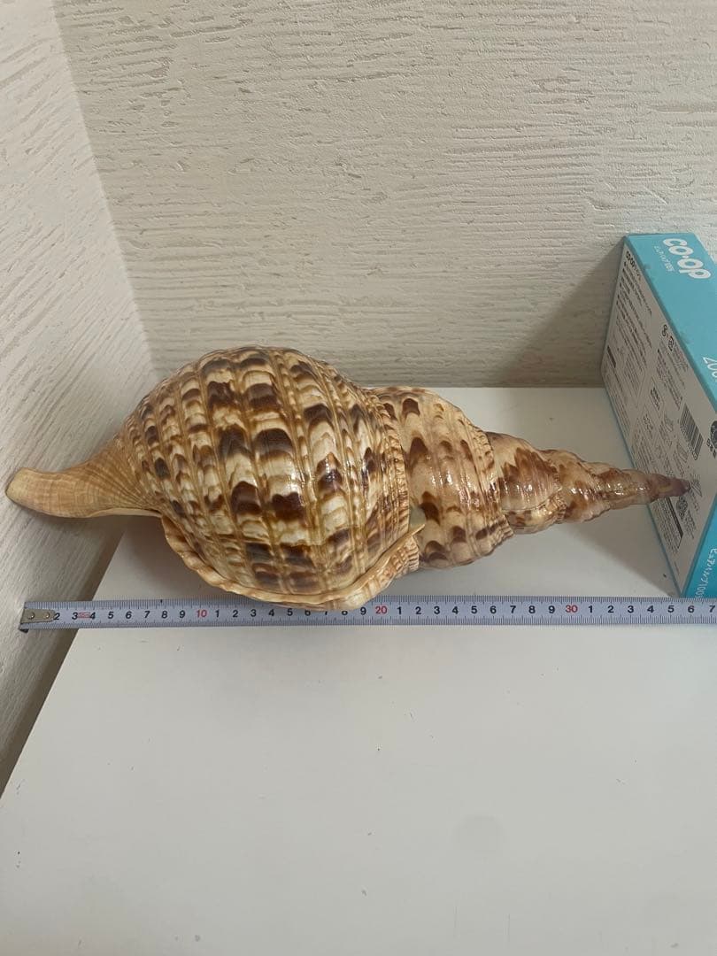 美しい貝殻置物　法螺貝　ほら貝　ホラ貝