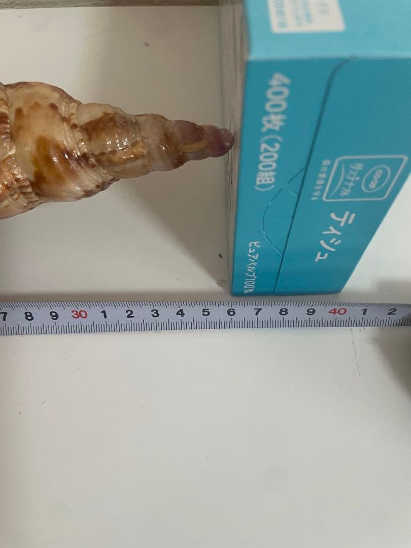 美しい貝殻置物　法螺貝　ほら貝　ホラ貝