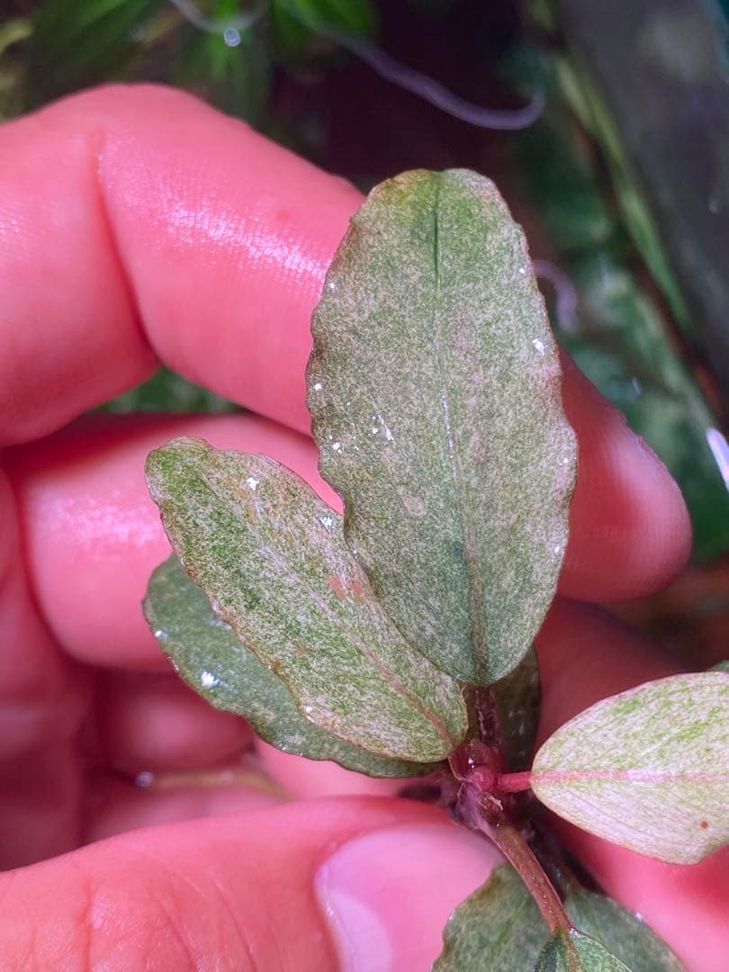 ブセファランドラｓｐ. バリエガータい斑入り