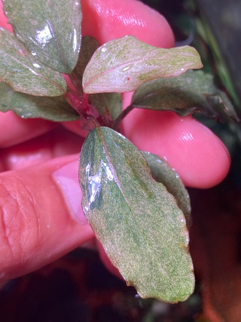 ブセファランドラｓｐ. バリエガータい斑入り