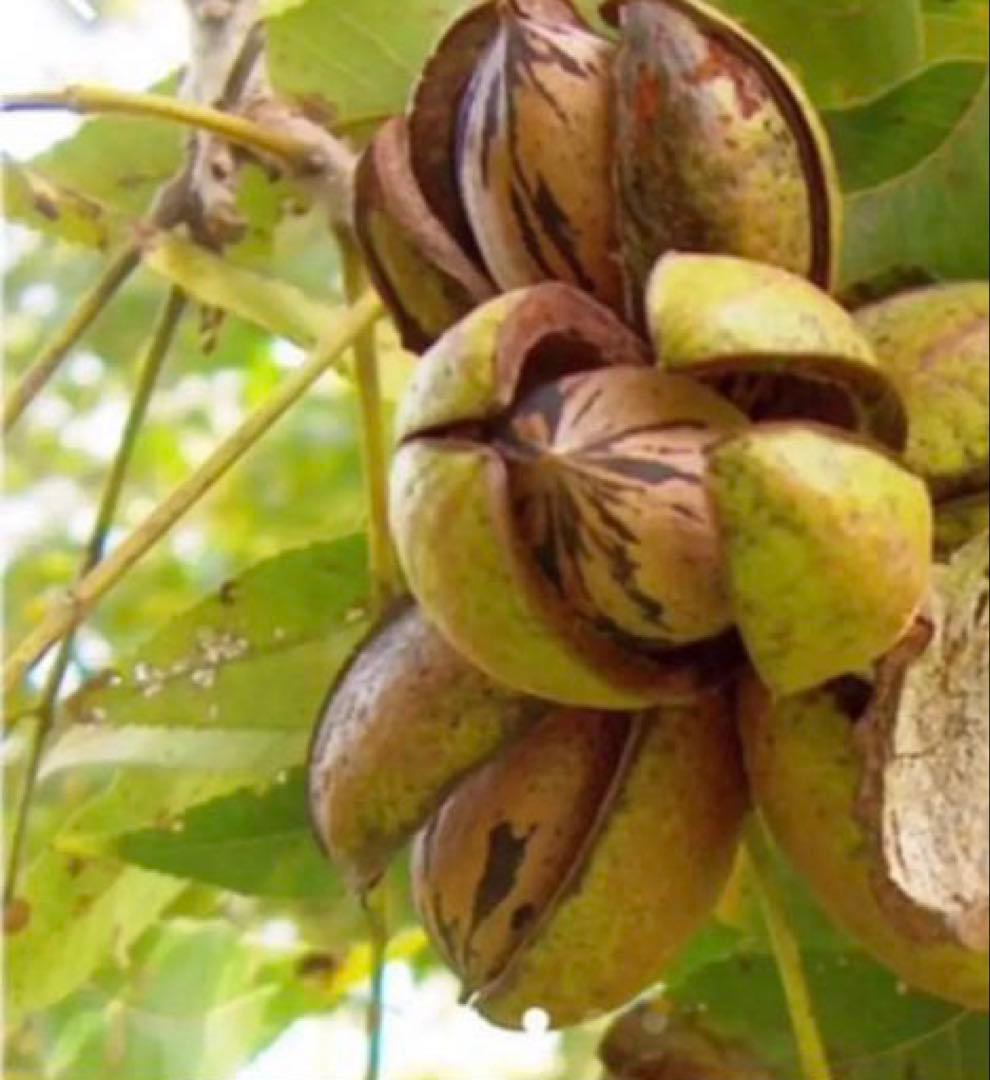 国産ピーカンナッツ 2025年産　　750g×4袋