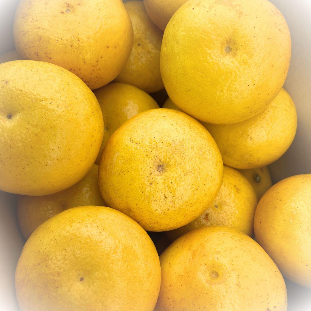 文旦　山北みかん　ポンカン　好きにも　46