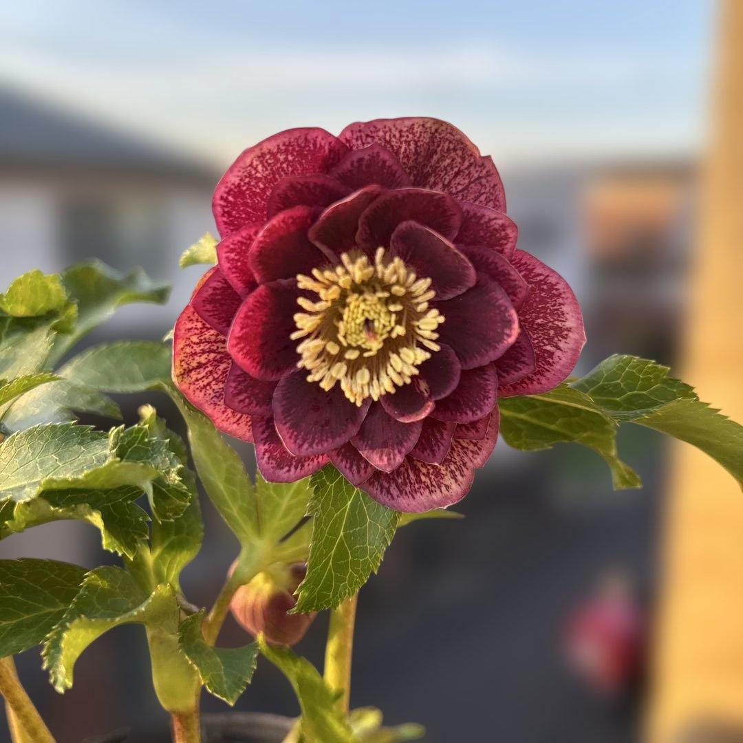 広瀬園芸　クリスマスローズ　dd整形レッドブロッチ　開花株　現品　匿名発送