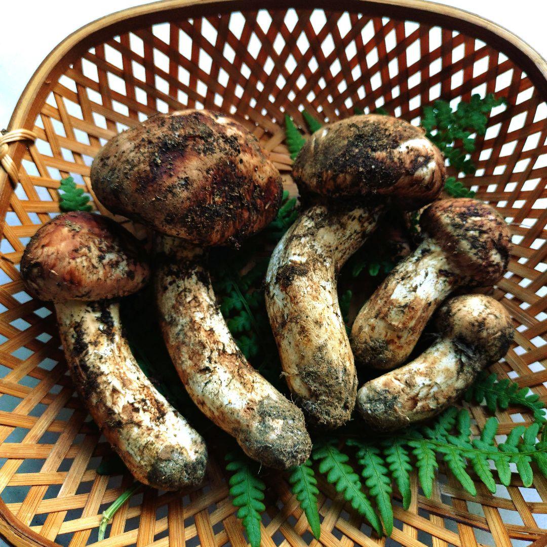 10/15 南信州産 松茸 240g　16日発送