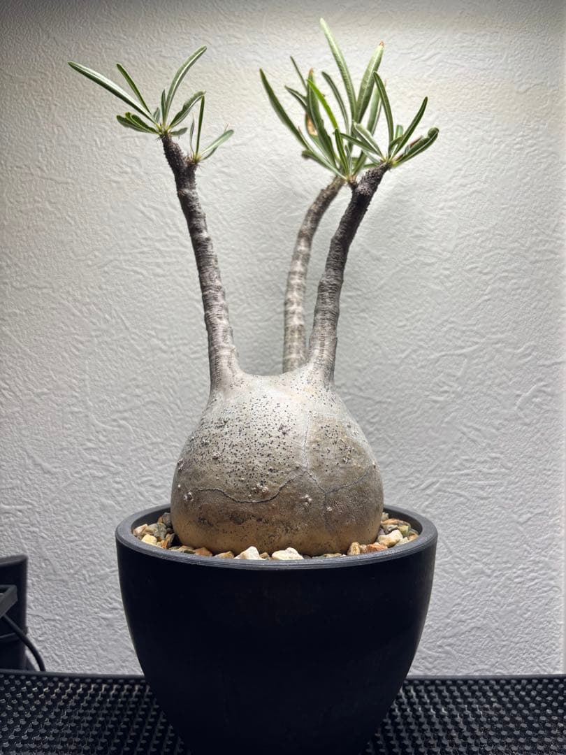 新春セール【グラキリス】塊根！超良型