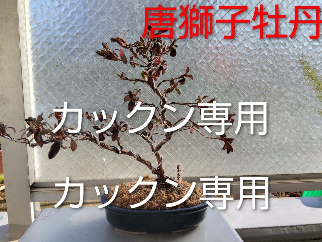 カックン専用！　皐月盆栽　さつき盆栽　サツキ盆栽