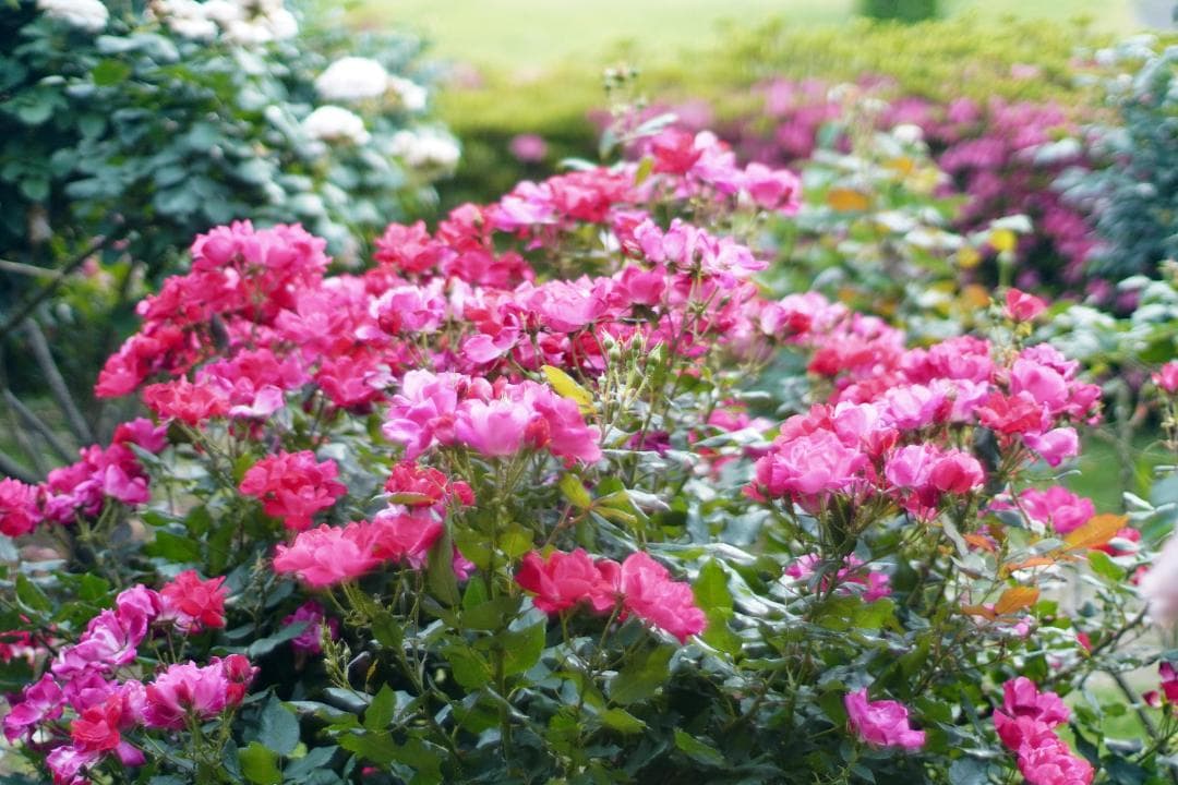 オリンパスOM-1 ブラック / OM-SYSTEM 50mm F1.8