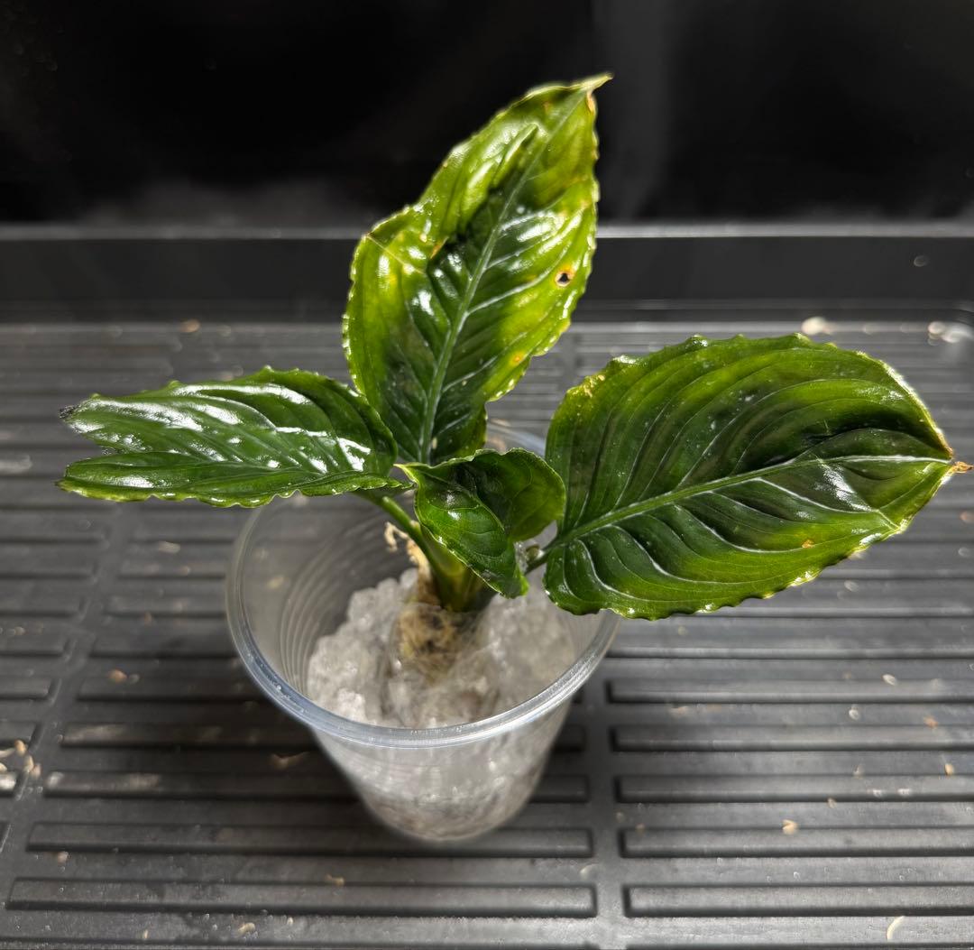 特別企画　新春セール　Aglaonema アグラオネマ　トリカラー　メタリカ　①