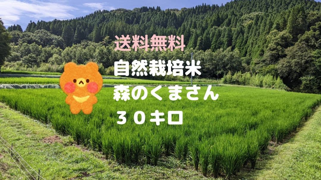 ★自然栽培米　玄米30kg(10kg×3)　令和7年度　熊本県産　森のくまさん★