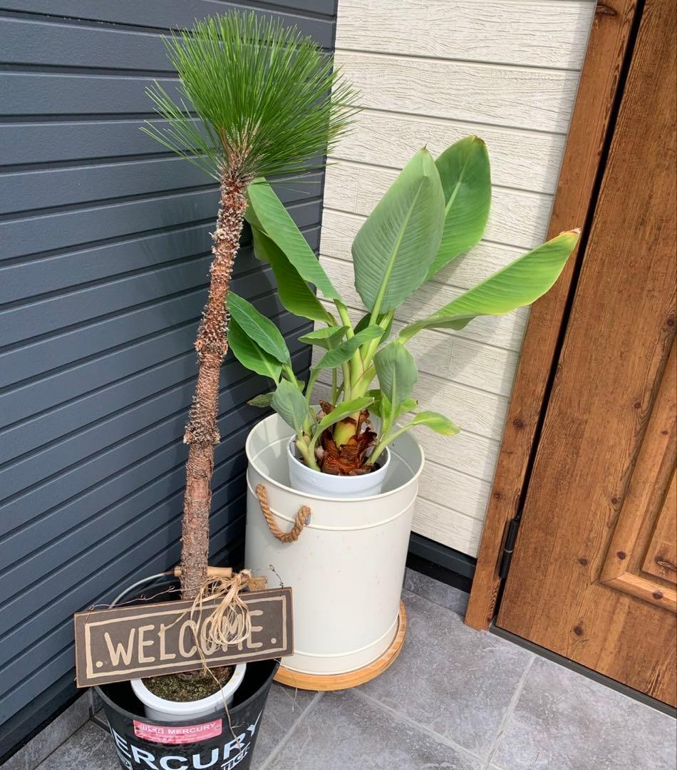 ロックガーデン　ドライガーデン　男前インテリア　松