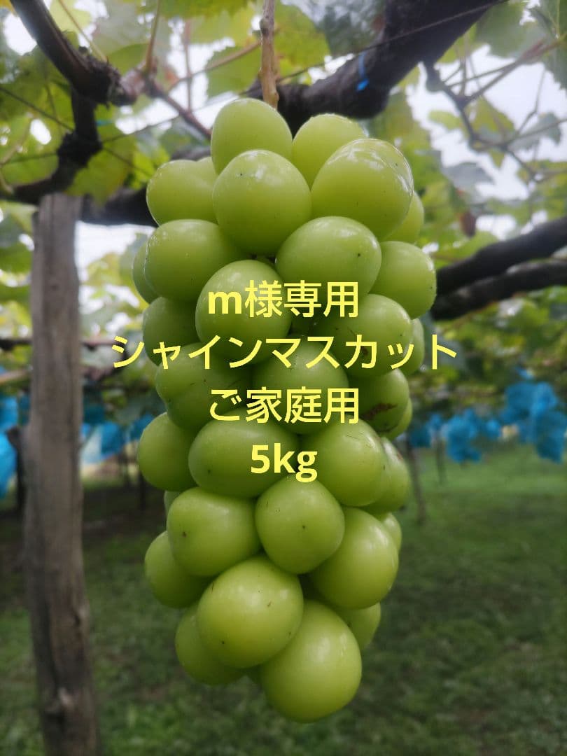mシャインマスカットご家庭用 5kg