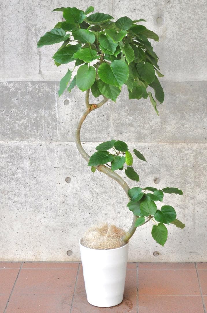 フィカス・ウンベラータ ８号135cm S-shaped tree form