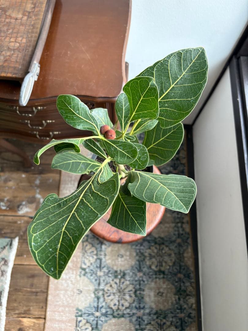 フィカス　クリシュナ　5号　②