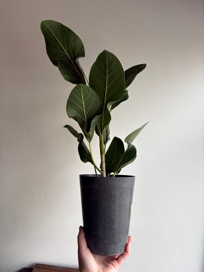 フィカス　クリシュナ　5号　②