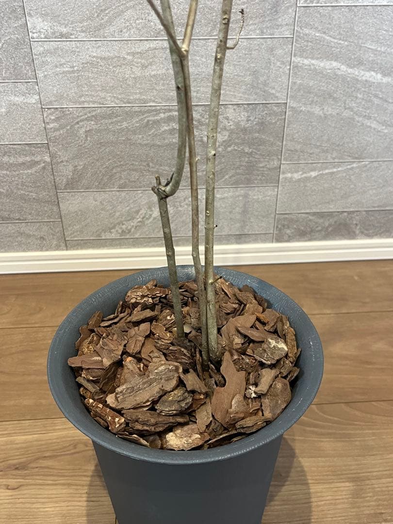 山採り天然　アオダモ　3本株立ち