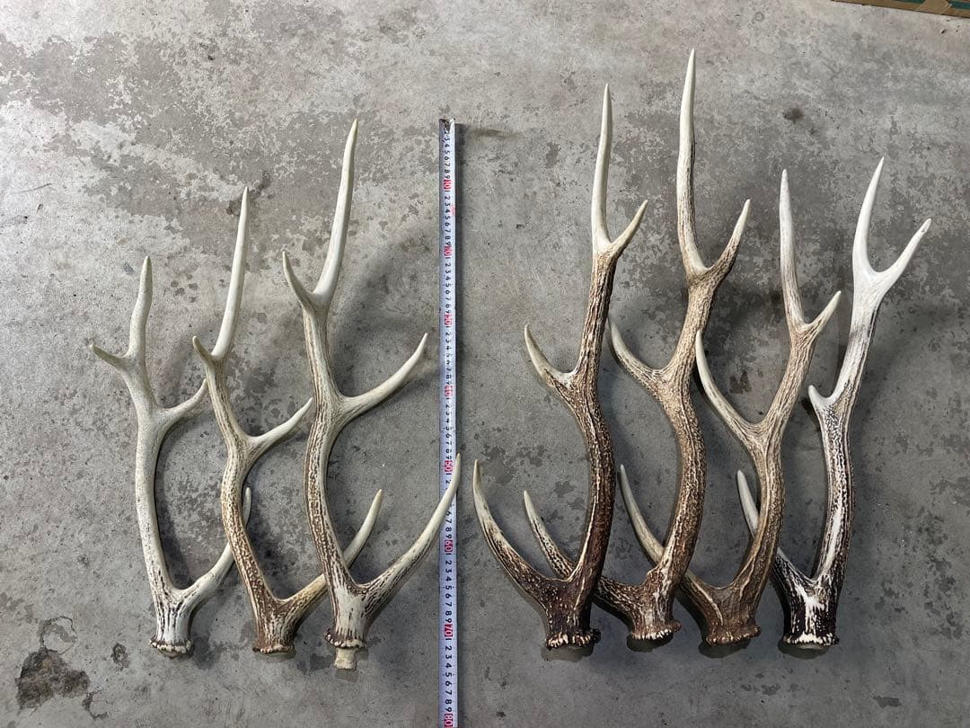 蝦夷鹿の角 7本セット