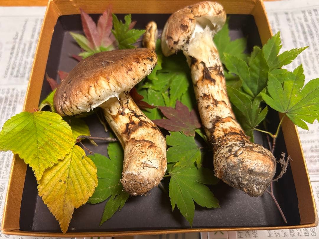 ＊山形県産＊ 松茸　107g
