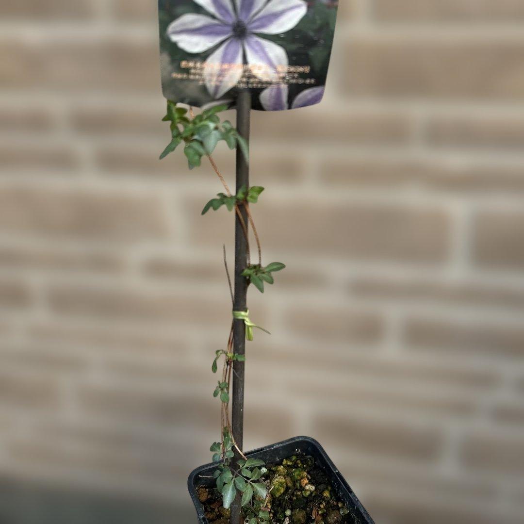 希少 クレマチス 風の方位 2023年新品種 バイカラー