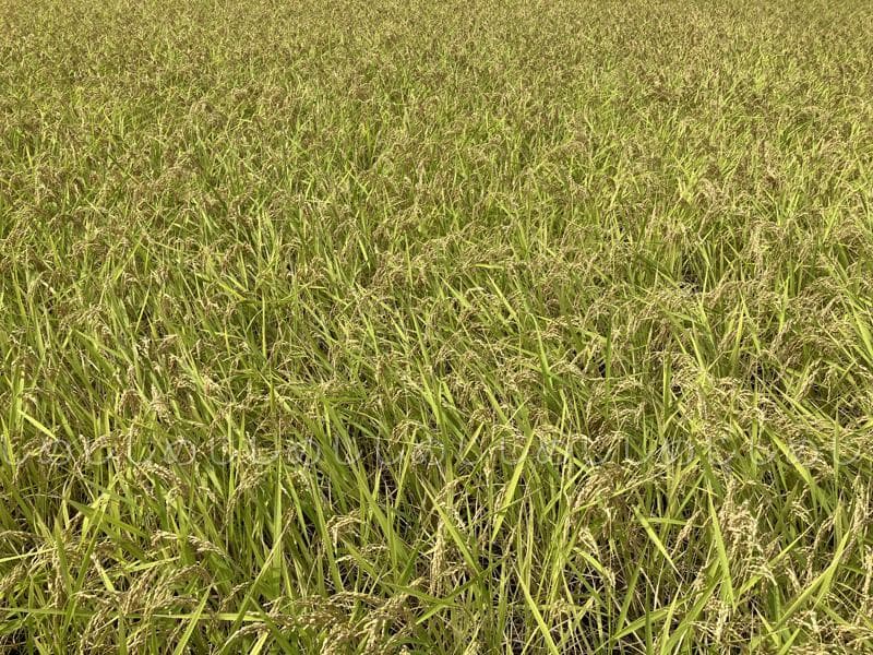 魚沼産コシヒカリ　令和7年産　白米　10キロ　米農家直送①