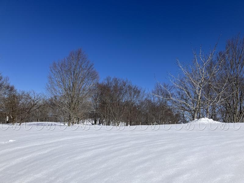 魚沼産コシヒカリ　令和7年産　白米　10キロ　米農家直送①