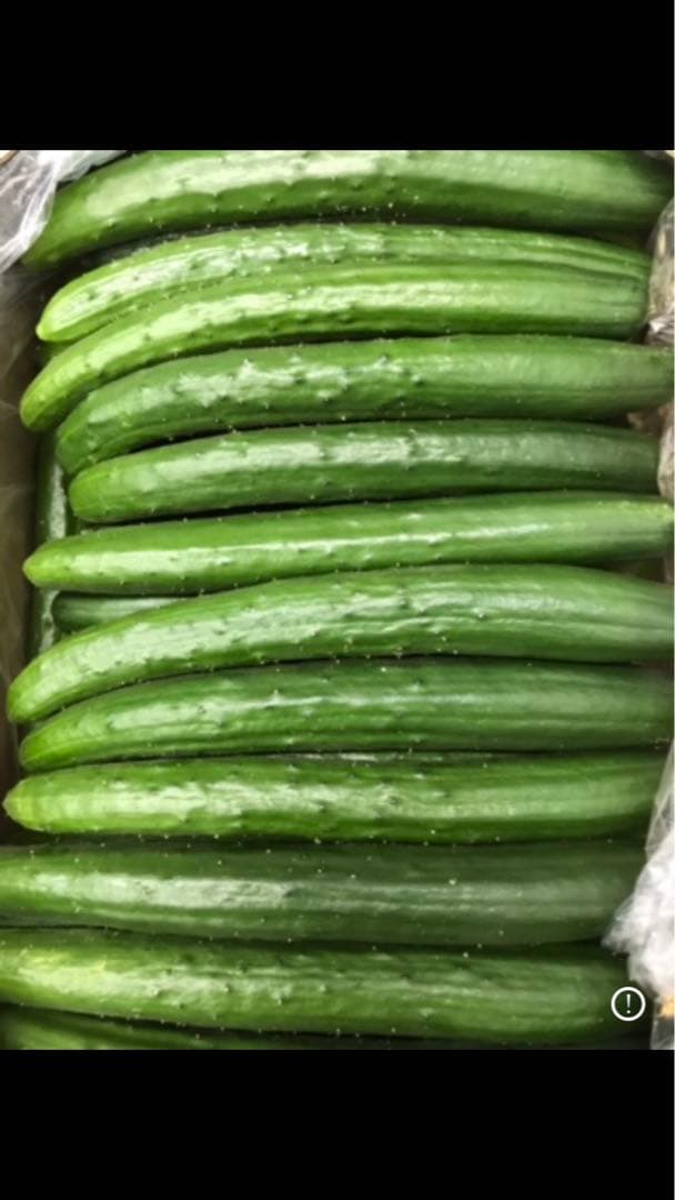 宮崎県産　きゅうり　箱込み　20kg