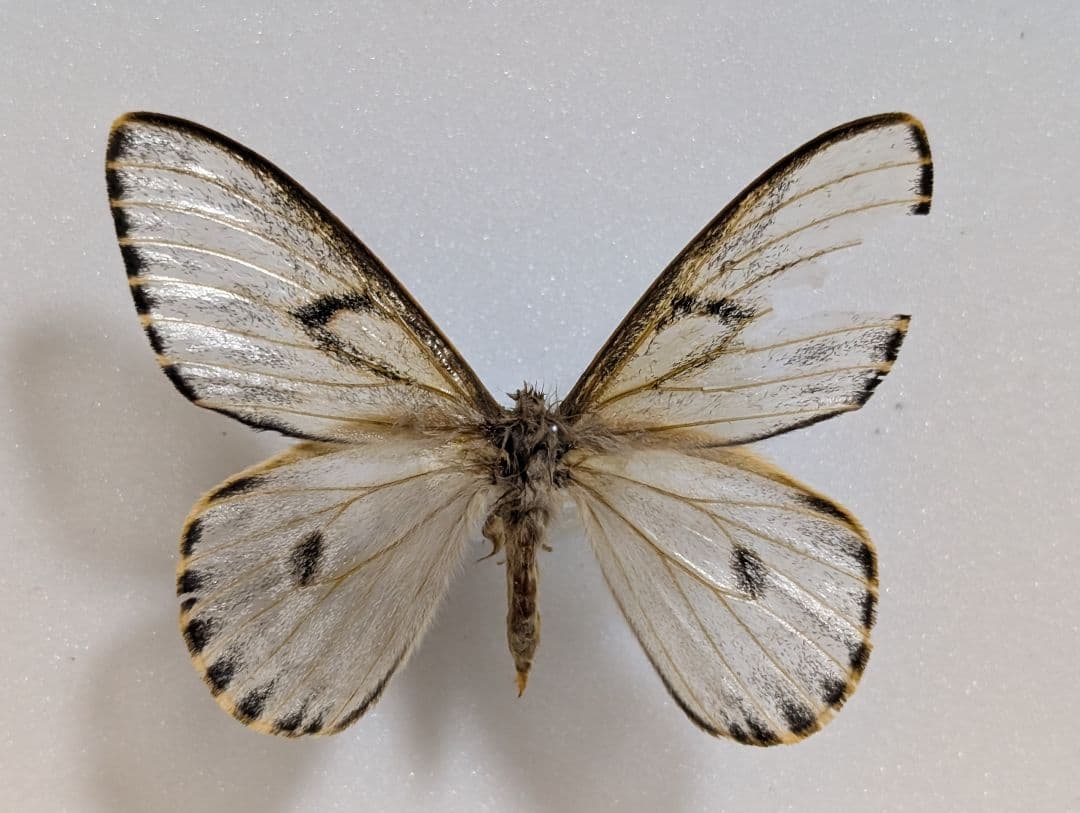 専用　スカシ　ニセアポロ