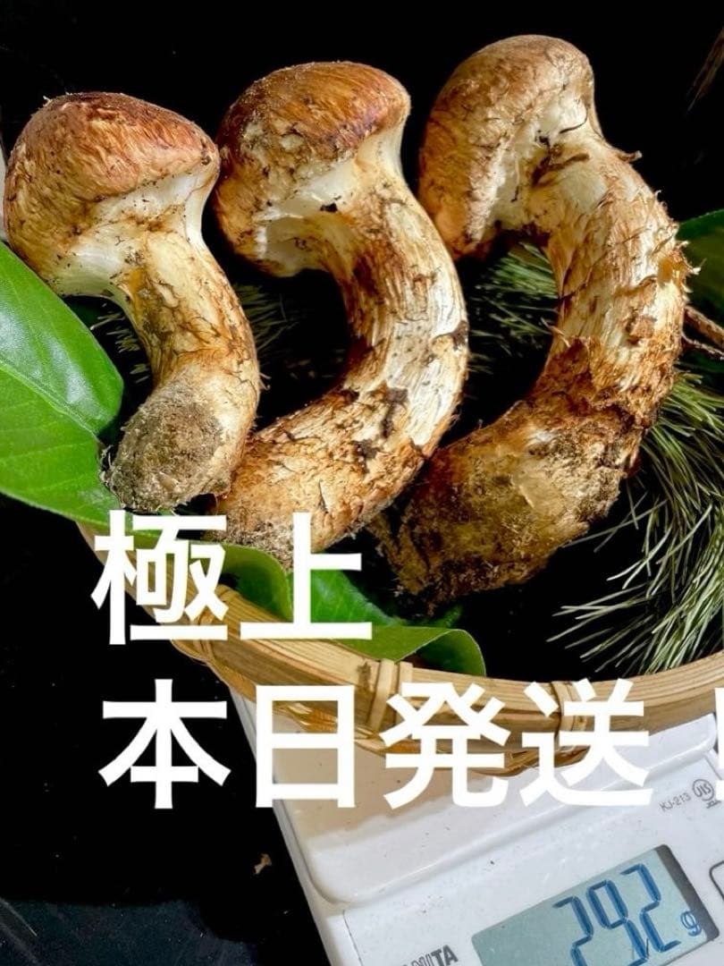 【今期最終‼︎ 希少品‼︎ 極上セット①】 本日採れ‼︎ 松茸◆クール便発送◆