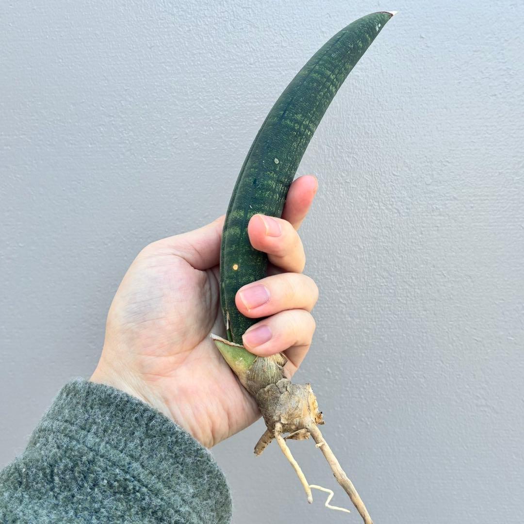 【超希少】サンセベリア タンザニア アルシャ