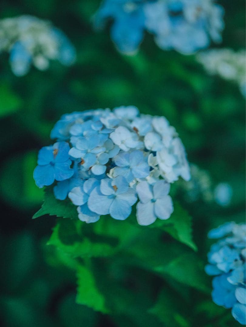 【作例あり】LUMIX 50mm F1.8