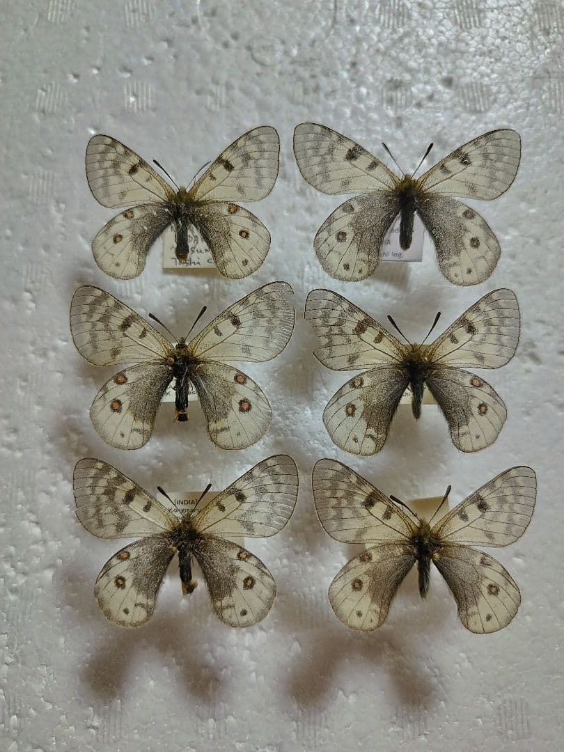 ヒ*ヤ様 アクデステスウスバ♀3♂3/インド.Nimaling産【外国産蝶標本】