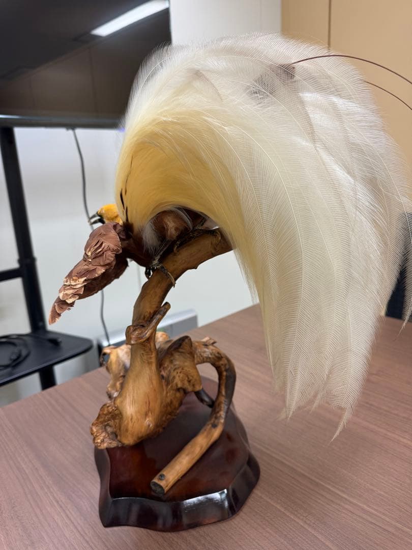 淡*雪様 鳥の標本 極楽鳥　インドネシア　剥製