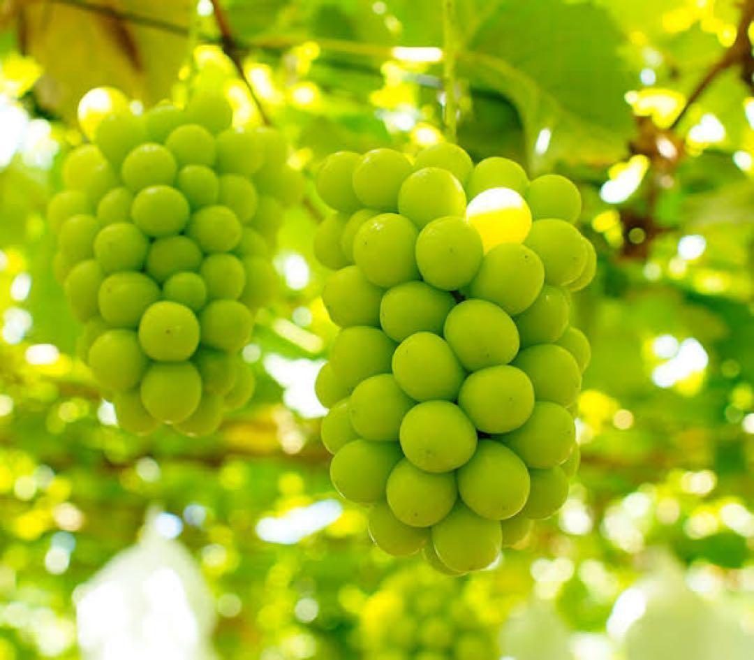 r*n様 【岡山県産】 5kg 甘い高級シャインマスカット! 特大粒.大房 7房