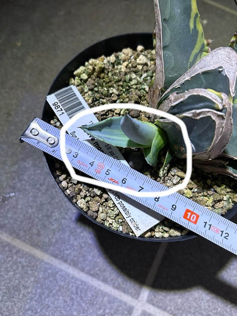 フ*ワ様 アガベ　モンタナ　ティファニー