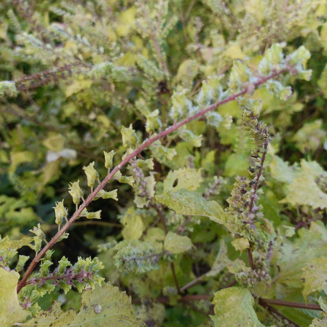 みどり! 注文後収穫! 自然肥料のみ !20kg