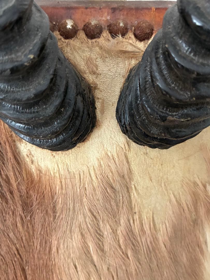 ジ*ん様 インパラの角 ハンティングトロフィー　オブジェ