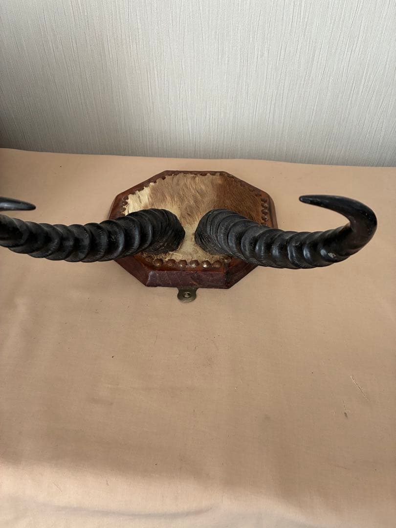 ジ*ん様 インパラの角 ハンティングトロフィー　オブジェ