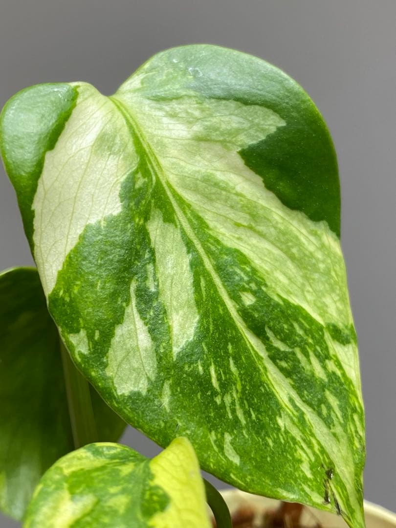 S*L様 ①【超希少‼️】モンステラ　エレクトロライト　斑入り　レア　人気　メル