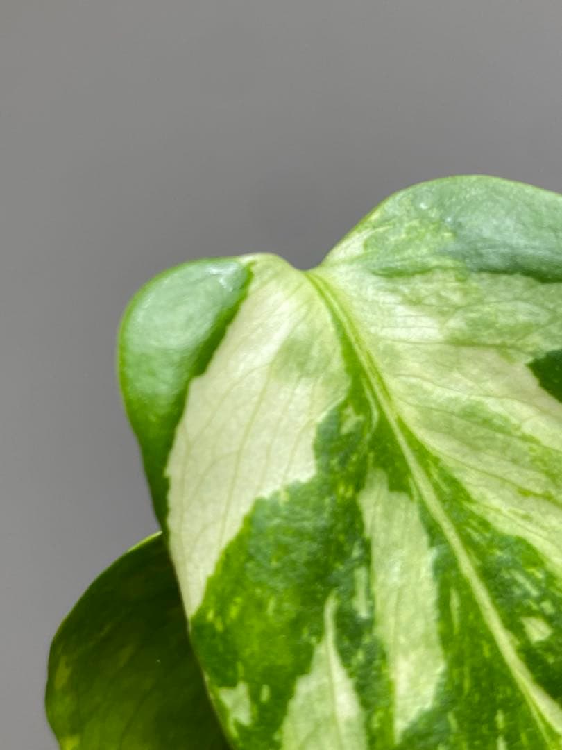 S*L様 ①【超希少‼️】モンステラ　エレクトロライト　斑入り　レア　人気　メル