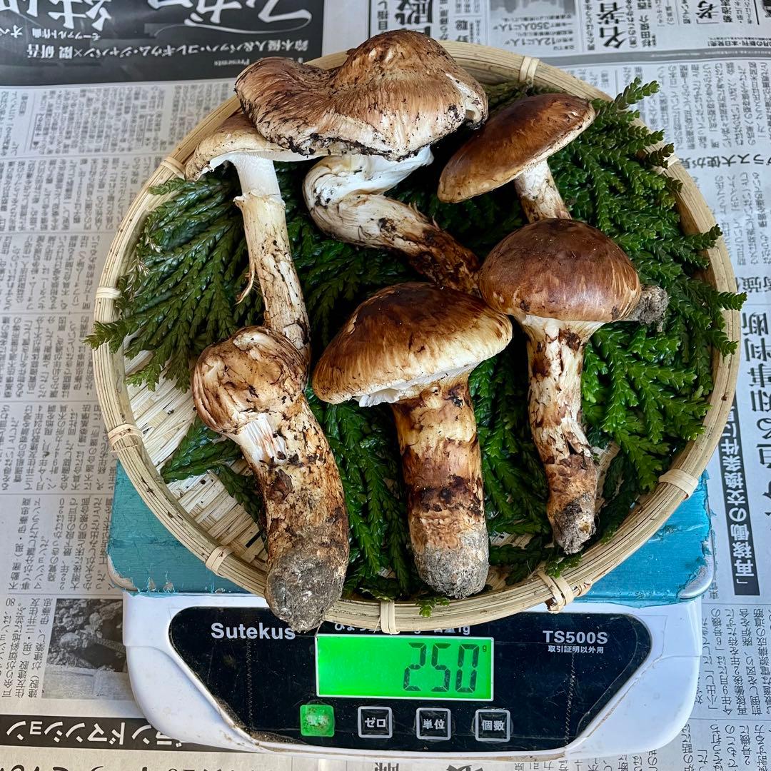 天然きのこ 松茸 国産 マツタケ まつたけ 山形県産 森の凛さん採取 その164