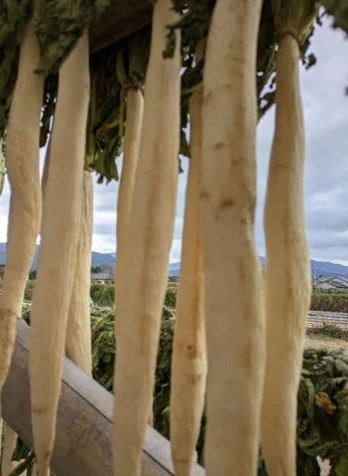 干し大根　細め小さめ　箱込み約20kg 恵　