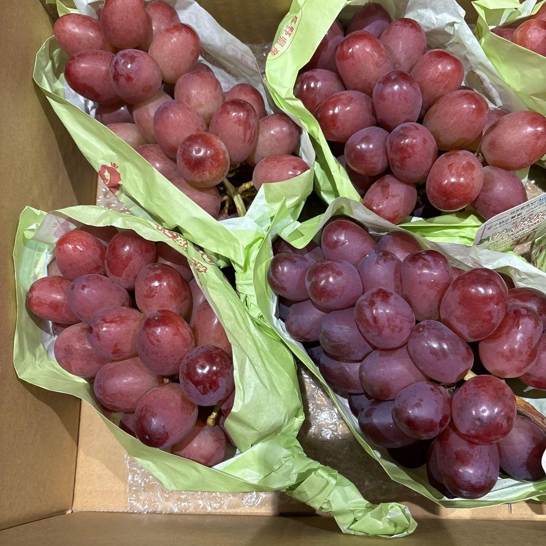 マユリ様 クイーンルージュ3kg