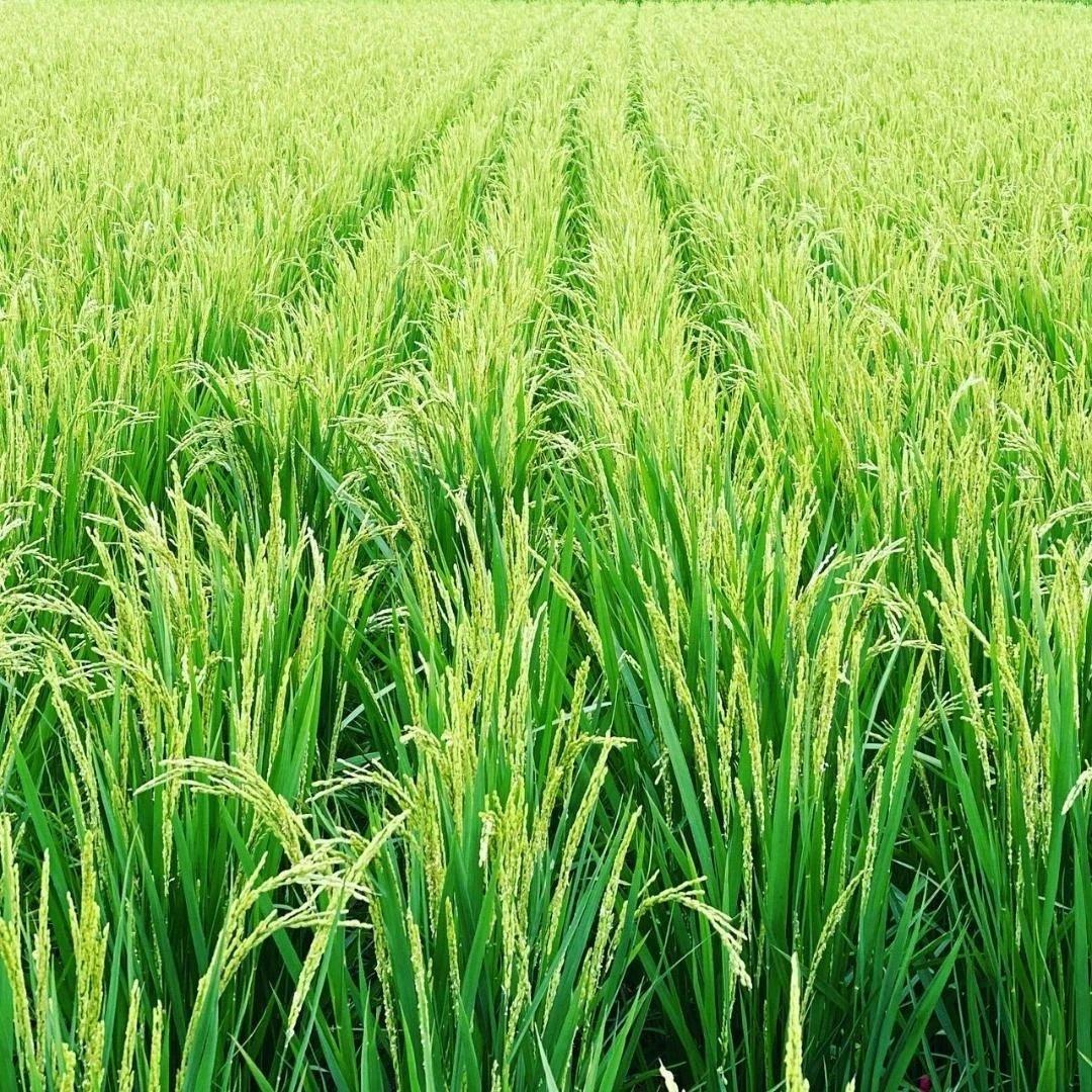 令和7年8月収穫土佐米/高知県産コシヒカリ 10kg 送料込/精米済(箱入り)