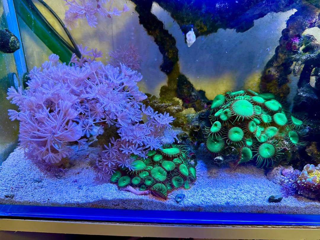 リポビタンD様　7種