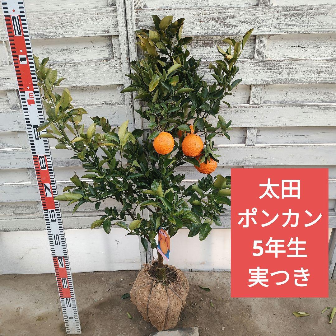 がんもさま ポンカン 苗木 5年生 実つき！